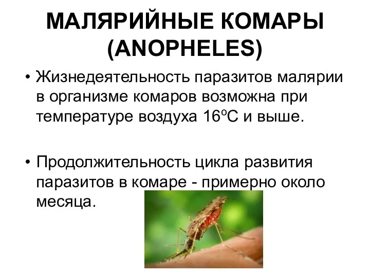 МАЛЯРИЙНЫЕ КОМАРЫ (ANOPHELES) Жизнедеятельность паразитов малярии в организме комаров возможна при