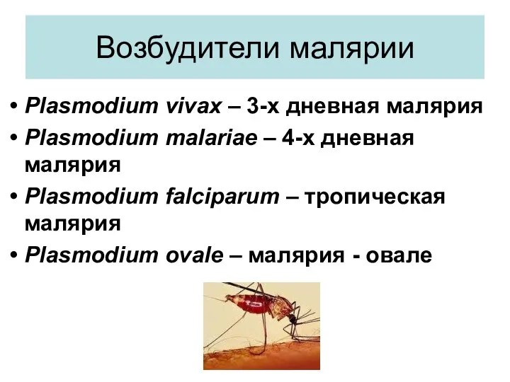 Возбудители малярии Plasmodium vivax – 3-х дневная малярия Plasmodium malariae –