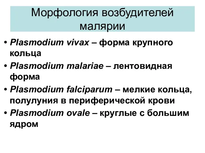 Морфология возбудителей малярии Plasmodium vivax – форма крупного кольца Plasmodium malariae