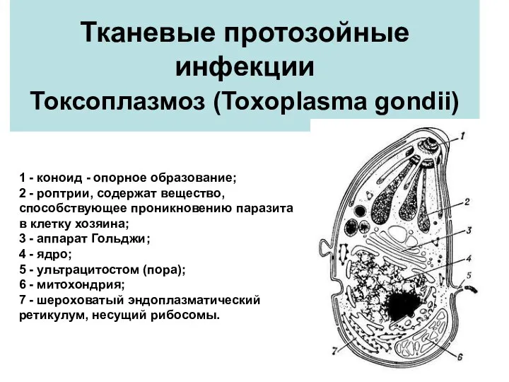 Тканевые протозойные инфекции Токсоплазмоз (Toxoplasma gondii) 1 - коноид - опорное