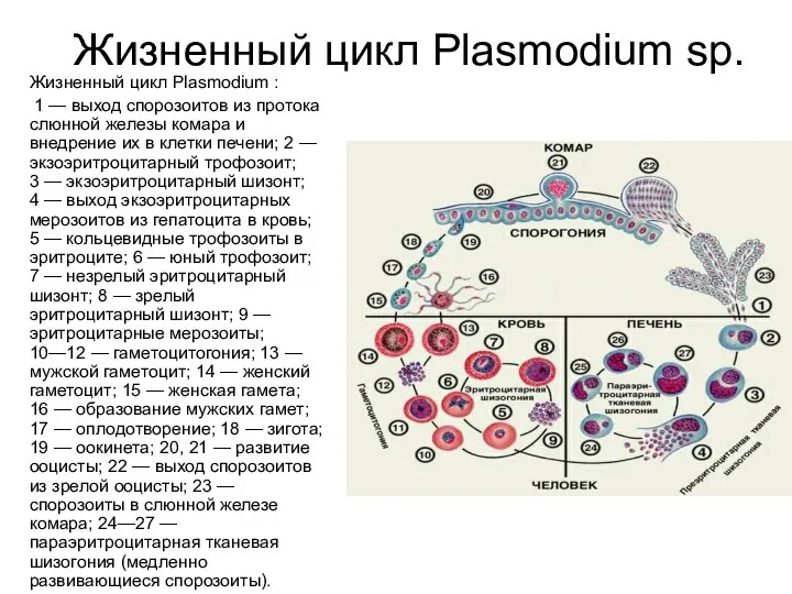 Жизненный цикл Plasmodium sp. Жизненный цикл Plasmodium : 1 — выход