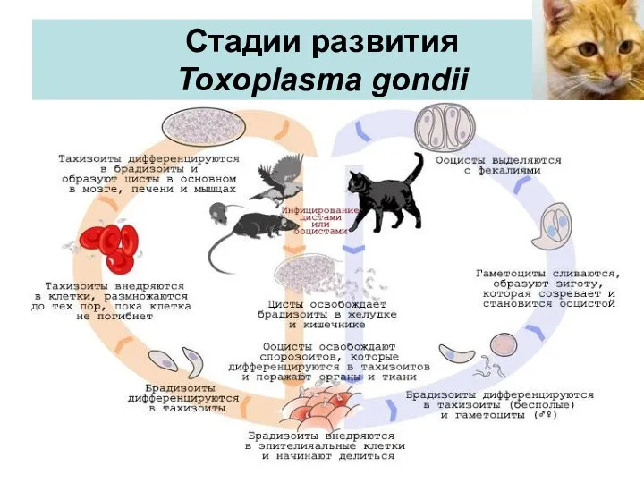 Стадии развития Toxoplasma gondii