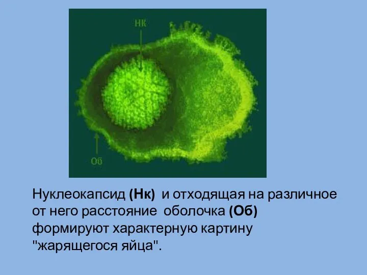 Нуклеокапсид (Нк) и отходящая на различное от него расстояние оболочка (Об) формируют характерную картину "жарящегося яйца".