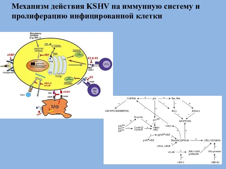 Механизм действия KSHV на иммунную систему и пролиферацию инфицированной клетки