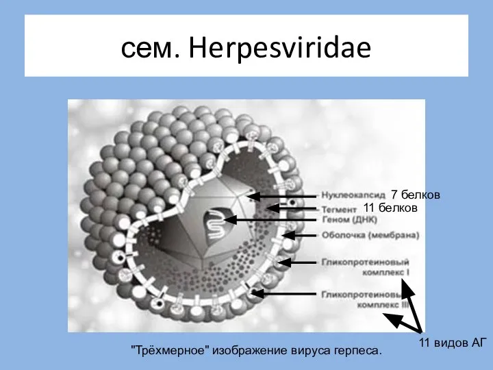 сем. Herpesviridae "Трёхмерное" изображение вируса герпеса. 11 видов АГ 7 белков 11 белков