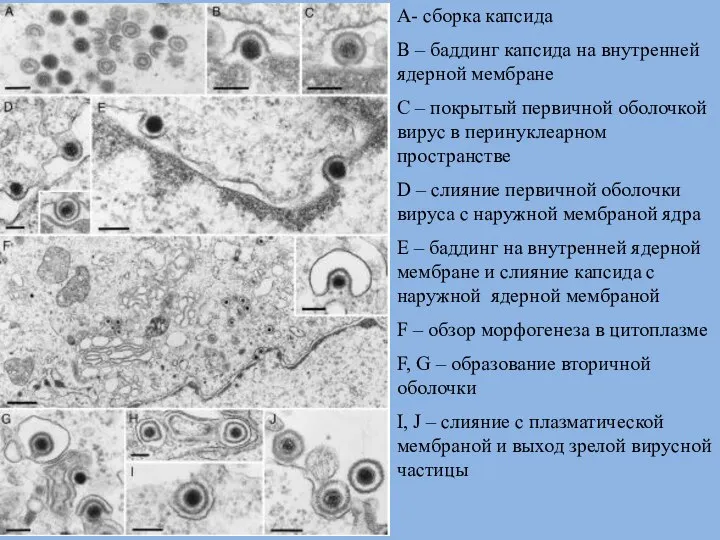 A- сборка капсида B – баддинг капсида на внутренней ядерной мембране