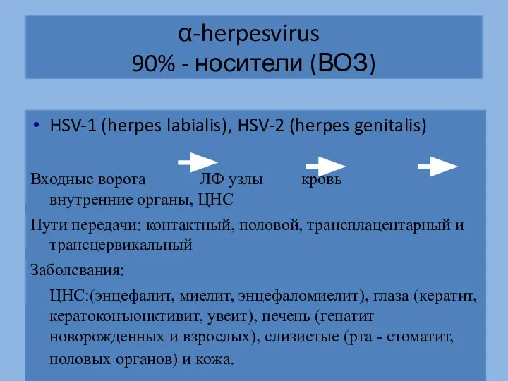 α-herpesvirus 90% - носители (ВОЗ) HSV-1 (herpes labialis), HSV-2 (herpes genitalis)