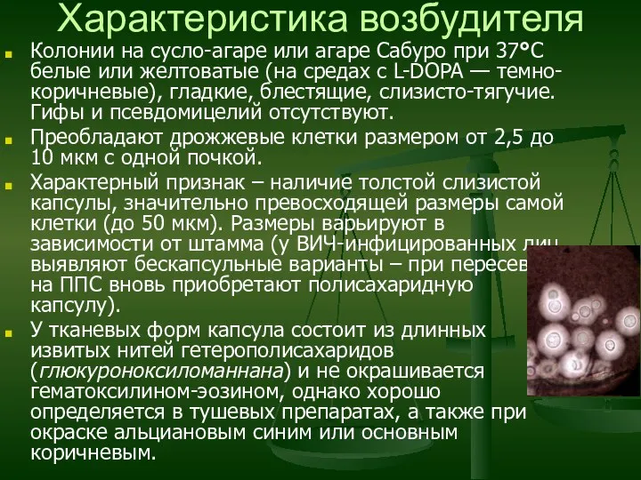 Характеристика возбудителя Колонии на сусло-агаре или агаре Сабуро при 37°С белые