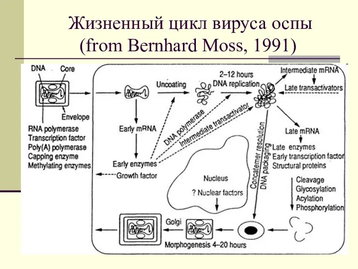 Жизненный цикл вируса оспы (from Bernhard Moss, 1991)