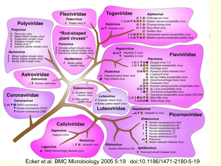 Ecker et al. BMC Microbiology 2005 5:19 doi:10.1186/1471-2180-5-19