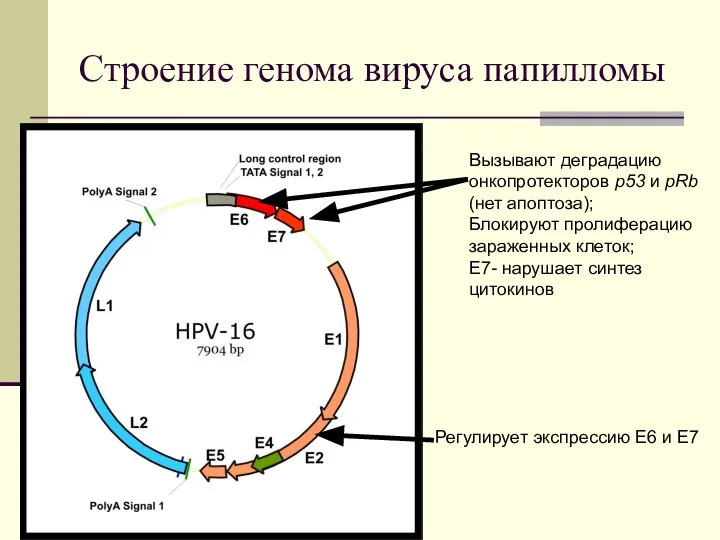 Строение генома вируса папилломы Вызывают деградацию онкопротекторов р53 и pRb (нет