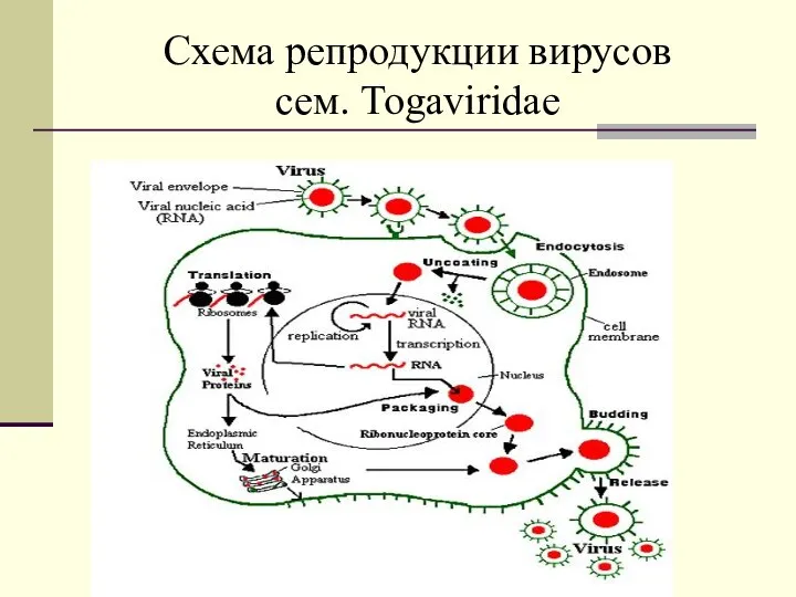 Схема репродукции вирусов сем. Togaviridae