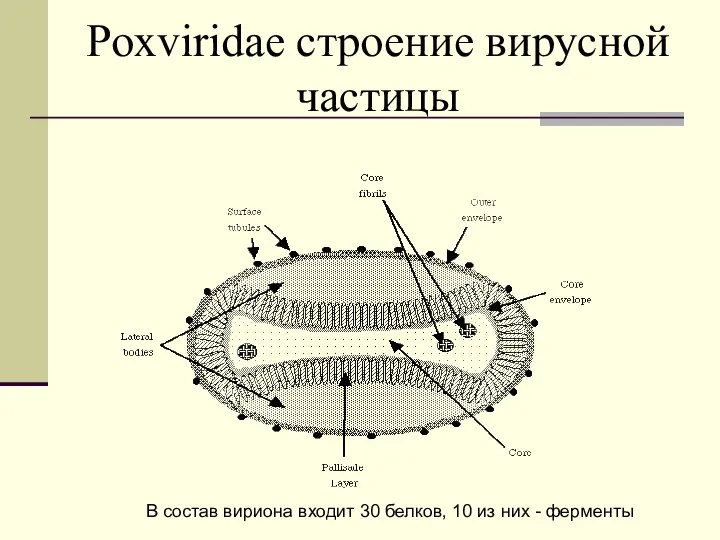 Poxviridae строение вирусной частицы В состав вириона входит 30 белков, 10 из них - ферменты