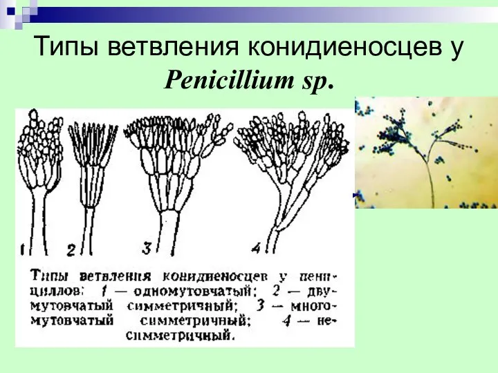 Типы ветвления конидиеносцев у Penicillium sp.