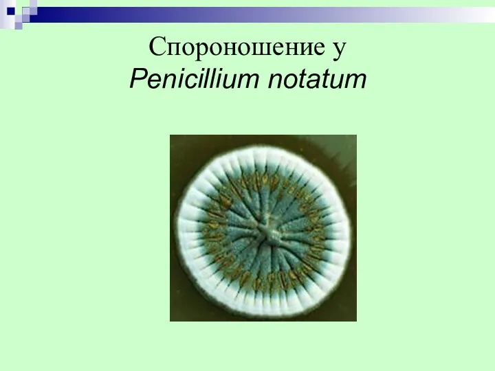 Спороношение у Penicillium notatum