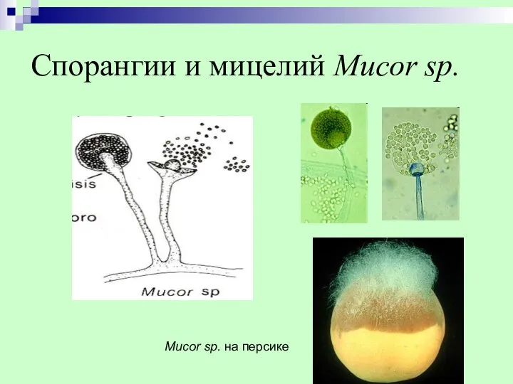 Спорангии и мицелий Mucor sp. Mucor sp. на персике