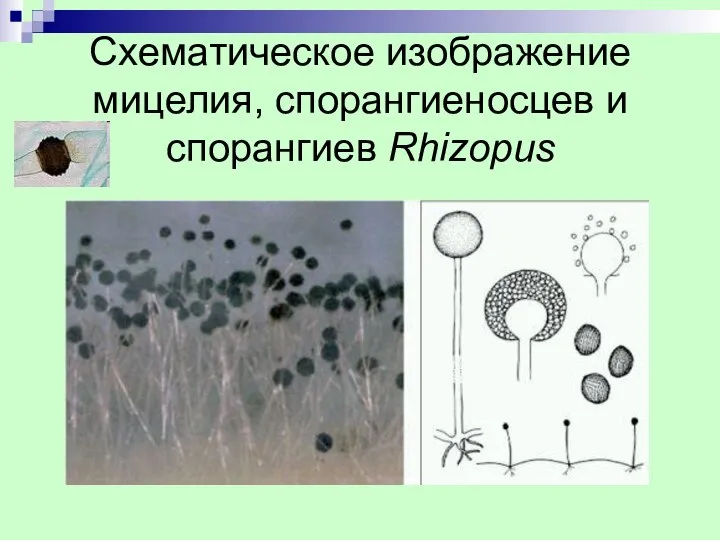 Схематическое изображение мицелия, спорангиеносцев и спорангиев Rhizopus