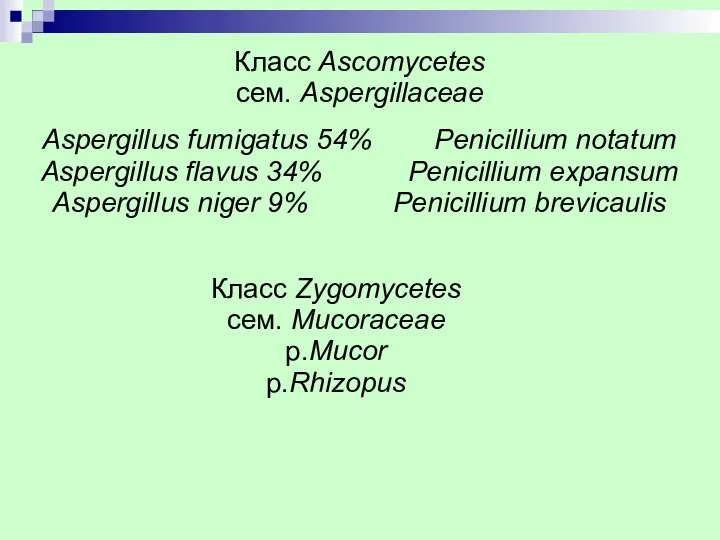 Класс Ascomycetes сем. Aspergillaceae Aspergillus fumigatus 54% Penicillium notatum Aspergillus flavus