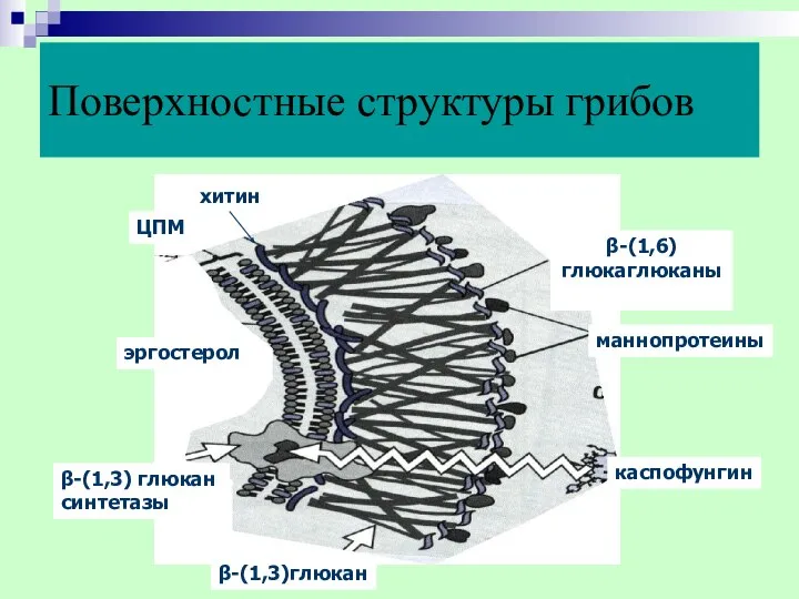 Поверхностные структуры грибов хитин ЦПМ эргостерол β-(1,3) глюкан синтетазы β-(1,3)глюкан β-(1,6) глюкаглюканы маннопротеины каспофунгин