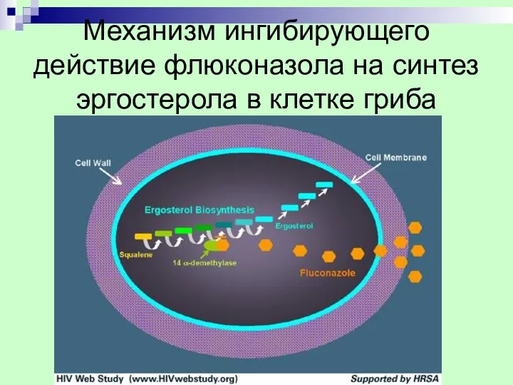 Механизм ингибирующего действие флюконазола на синтез эргостерола в клетке гриба