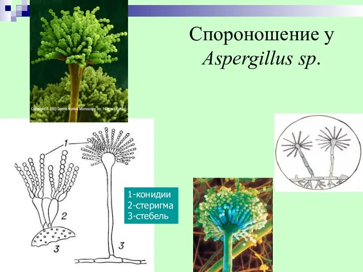 Спороношение у Aspergillus sp. 1-конидии 2-стеригма 3-стебель