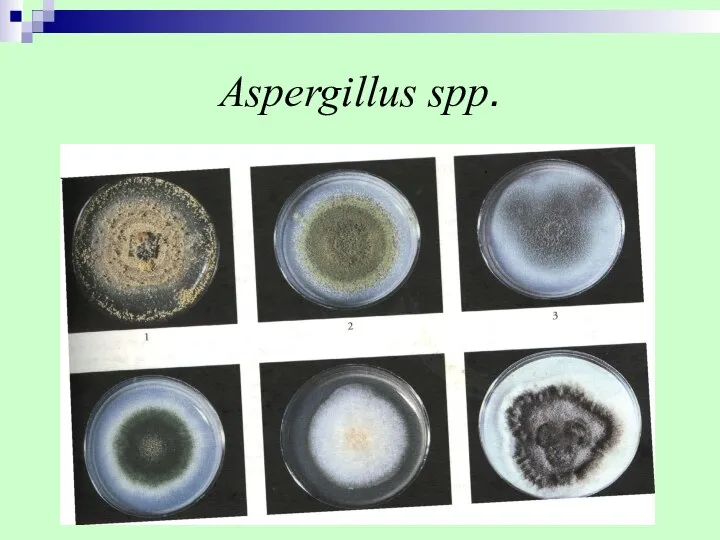 Aspergillus spp.