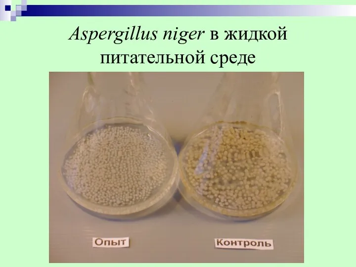 Aspergillus niger в жидкой питательной среде