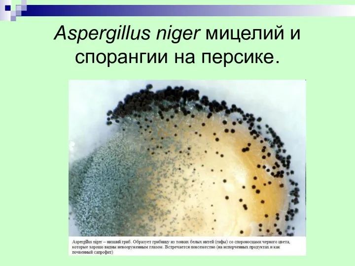 Aspergillus niger мицелий и спорангии на персике.