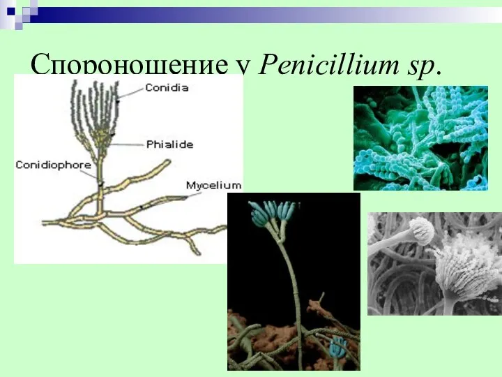 Спороношение у Penicillium sp.