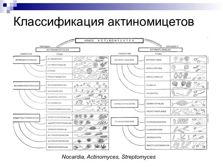 Классификация актиномицетов Nocardia, Actinomyces, Streptomyces