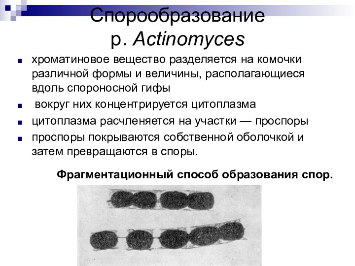 Спорообразование р. Actinomyces хроматиновое вещество разделяется на комочки различной формы и