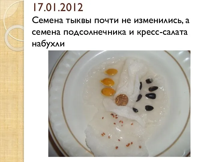 17.01.2012 Семена тыквы почти не изменились, а семена подсолнечника и кресс-салата набухли