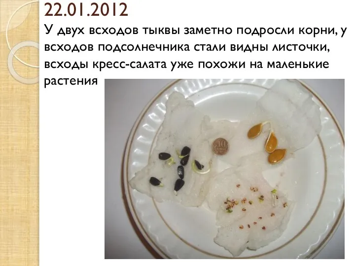 22.01.2012 У двух всходов тыквы заметно подросли корни, у всходов подсолнечника