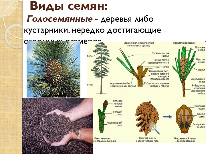 Виды семян: Голосемянные - деревья либо кустарники, нередко достигающие огромных размеров