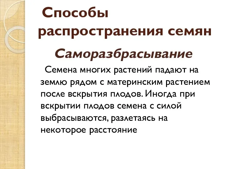 Способы распространения семян Саморазбрасывание Семена многих растений падают на землю рядом