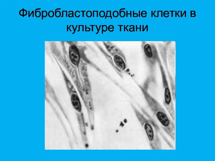 Фибробластоподобные клетки в культуре ткани