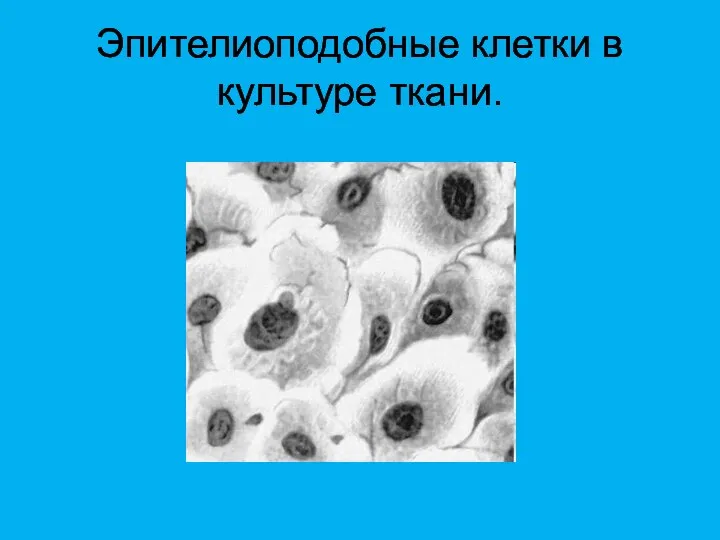 Эпителиоподобные клетки в культуре ткани.
