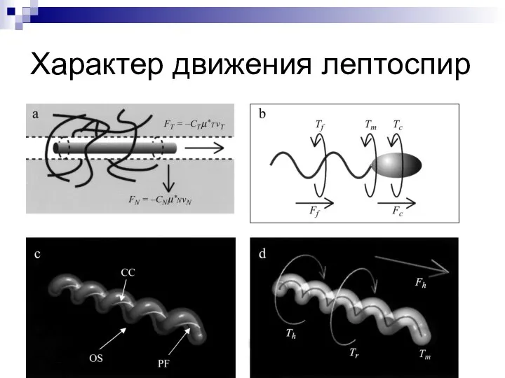 Характер движения лептоспир