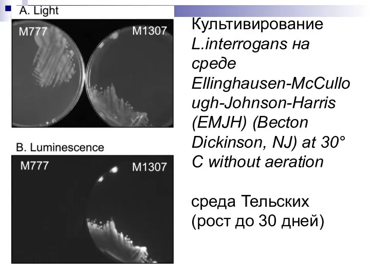 Культивирование L.interrogans на среде Ellinghausen-McCullough-Johnson-Harris (EMJH) (Becton Dickinson, NJ) at 30°C