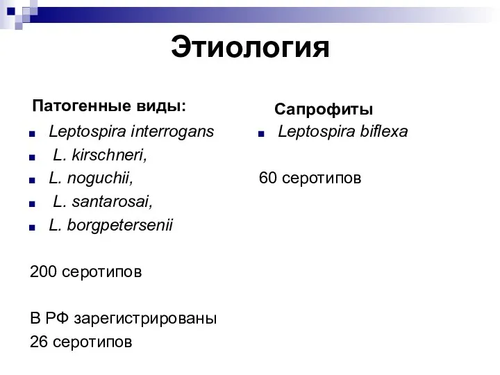 Этиология Патогенные виды: Leptospira interrogans L. kirschneri, L. noguchii, L. santarosai,