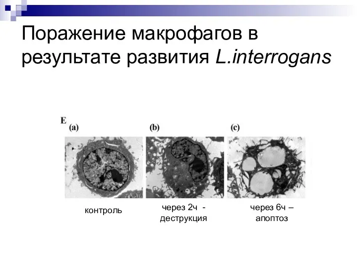 Поражение макрофагов в результате развития L.interrogans контроль через 2ч - деструкция через 6ч – апоптоз