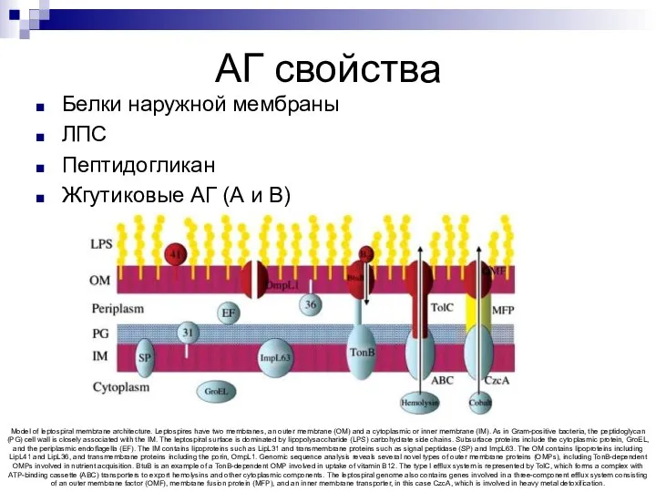 АГ свойства Белки наружной мембраны ЛПС Пептидогликан Жгутиковые АГ (А и
