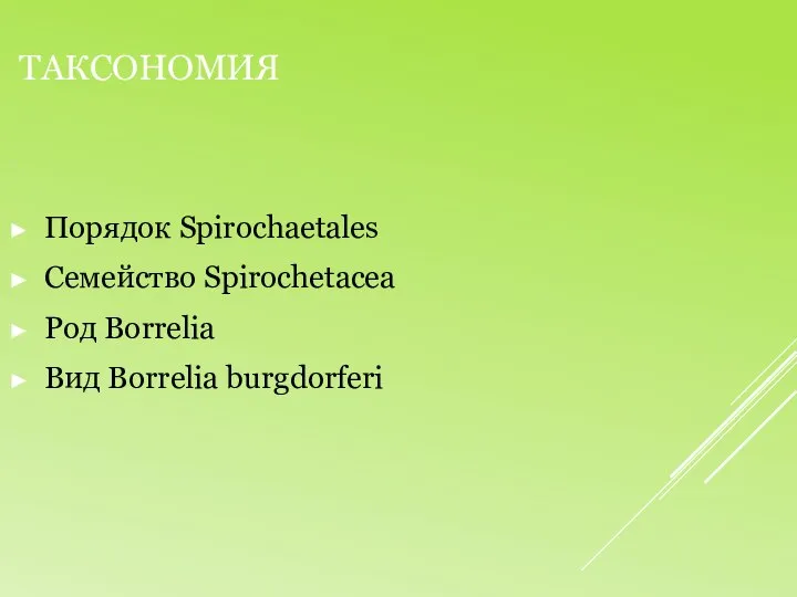 Таксономия Порядок Spirochaetales Семейство Spirochetacea Род Borrelia Вид Borrelia burgdorferi