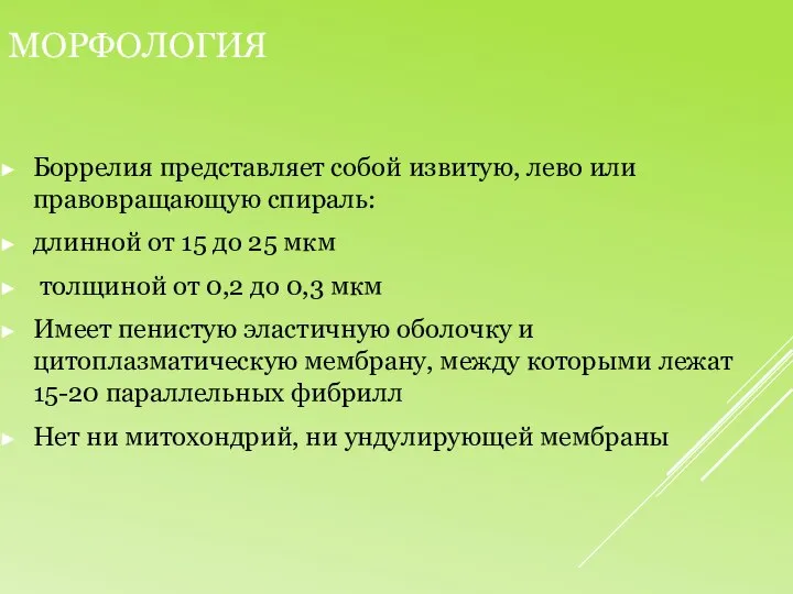 Морфология Боррелия представляет собой извитую, лево или правовращающую спираль: длинной от