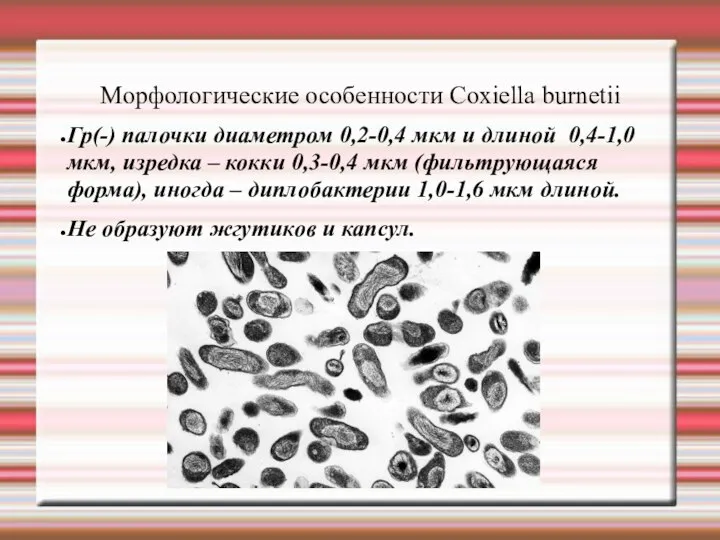 Морфологические особенности Сoxiella burnetii Гр(-) палочки диаметром 0,2-0,4 мкм и длиной