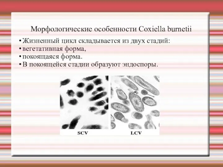 Морфологические особенности Сoxiella burnetii Жизненный цикл складывается из двух стадий: вегетативная