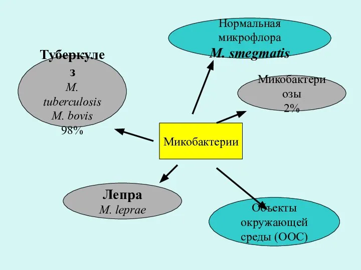 Микобактерии Туберкулез M. tuberculosis M. bovis 98% Лепра M. leprae Нормальная