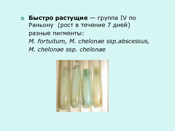 Быстро растущие — группа IV по Раньону (рост в течение 7