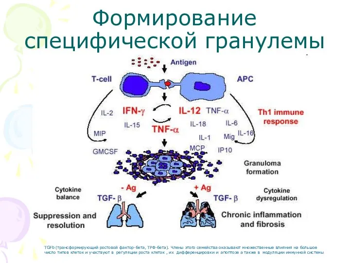 Формирование специфической гранулемы TGFb (трансформирующий ростовой фактор-бета, ТРФ-бета). Члены этого семейства