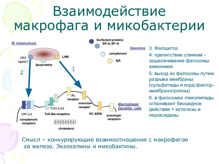 Взаимодействие макрофага и микобактерии 3. Фагоцитоз 4. препятствие слияния -защелачивание фагосомы